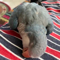 طوطی راهب ۵ ماهه با قفس و کیف حمل و غذا|پرنده|شهریار, شهریار|دیوار