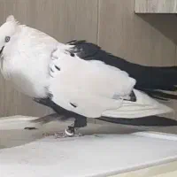 کبوتر دمبی.کفتردمبی. کبوتر تزیینی . کبوترسینه سیاه