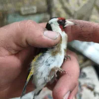 سهره ماده|پرنده|سیرجان, |دیوار