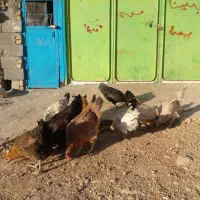 مرغ و خروس کوردی اصل|حیوانات مزرعه|روانسر, |دیوار