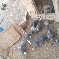 کبوتر خودت نگاه کن پسند شد درخدمتم ...|پرنده|سلیمان, |دیوار