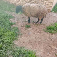 یک عدد میش ۱۰ تومن