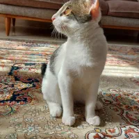 واگذاری گربه