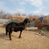 بره قوچ آنتیک یک یک|حیوانات مزرعه|کمیجان, |دیوار