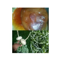 شلغم از بذر مرک