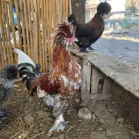 مرغ وخردس نژاد(سلطان)