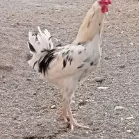 خروس گلین