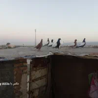 کفتر بوم|پرنده|چناران, |دیوار