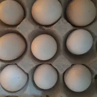 تخم مرغ بومی