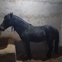 اسب پونی مخصوص کودکان|اسب و تجهیزات اسب‌سواری|اصفهان, کارخانه قند اصفهان|دیوار