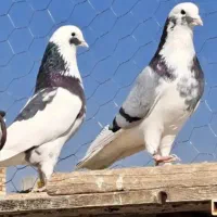 کفتر گرو دهنجور ضمانتی