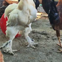 مرغ و خروس برهما سلطان لهستانی|حیوانات مزرعه|گمیشان, |دیوار