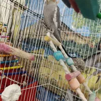 عروس هلندی نر و ماده|پرنده|ورامین, خیر آباد|دیوار