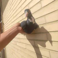 جفت پلنگ (کرمونی) خوشکل