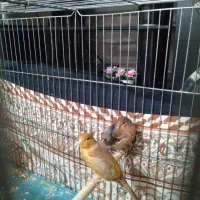 قناری|پرنده|شیراز, شهدای شهرک سعدی|دیوار