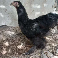 مرغ خروس برهما بلک