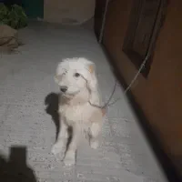 مژدگانی تپل بسیار ارزشمند کسی که پیدا کنه