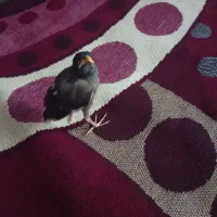جوجه مینای 15روزه سرلاکی