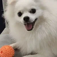 سگ پامر|سگ|رشت, معلم|دیوار