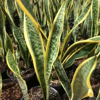 سانسوریا ابلق|گل و گیاه طبیعی|شهریار, شهریار|دیوار