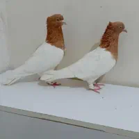 کفتر یک جفت کله زرد کاکلی|پرنده|شیراز, آزادی|دیوار