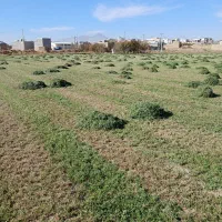 یونجه|خدمات باغبانی و درختکاری|صالح آباد, |دیوار