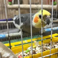 جفت عروس هلندی مولد با جوجه