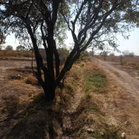 5000 متر زمین باغی قطره ای سند شش دانگ