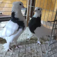 نروماده طوقی باچند جفت کفتر کاشان