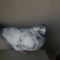 نرکله دمسبز|پرنده|نجف‌آباد, هفده شهریور|دیوار