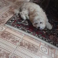 نژاد شیتزو تریر ماده|سگ|کرج, کرج نو|دیوار