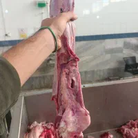 فروش عمده زبان گوشت مغز پاچه بناگوش جگر سفید|خوردنی و آشامیدنی|تهران, جوادیه|دیوار