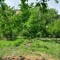 فروشومعاوضه باغ۱۰۰۰ متری در عارفی|فروش دفتر صنعتی، کشاورزی، تجاری|مشهد, رباط طرق|دیوار