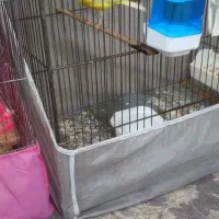 قناری|پرنده|ری, حمزهآباد|دیوار