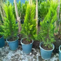 فروش انواع گل و گیاه|گل و گیاه طبیعی|رامسر, |دیوار