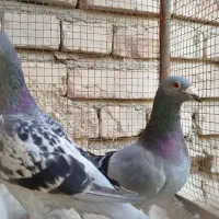 کبوتر نصل بالا زمانتی|پرنده|سراوان, |دیوار