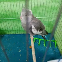 عروس هلندی|پرنده|محمدشهر, جعفرآباد|دیوار