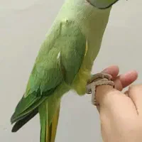 ملنگو سخنگو