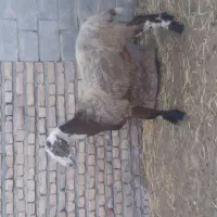 ۵ عدد بره پروار شده