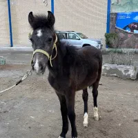 کره پونی نریون|اسب و تجهیزات اسب‌سواری|شهریار, اسکمان|دیوار