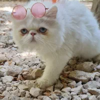 واگذاری پرشین ماده