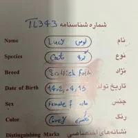 گربه اسکاتیش فولد|گربه|تهران, زعفرانیه|دیوار