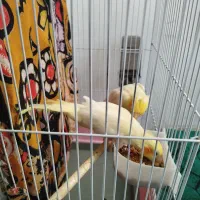 پرنده|پرنده|قم, شهرک قدس|دیوار