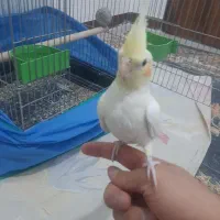 دو عروس هلندی با وسایل کامل|پرنده|گلپایگان, |دیوار