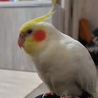 عروس هلندی گم شده|حیوانات|بندر دیر, |دیوار