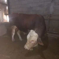 خریدوفروش گاو  گوشتی وگوساله