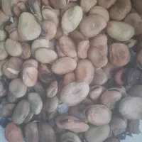 باقلا خشک درجه یک