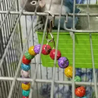 طوطی برزیلی جوان