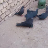 زاغ ابادانی و کتی|پرنده|یزد, |دیوار