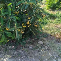 فروش ۳ هکتار باغ و زمین و سالن پرورش قارچ|فروش دفتر صنعتی، کشاورزی، تجاری|فسا, |دیوار